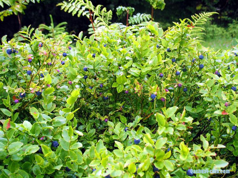 2013-07 14-21-Karpaty 041