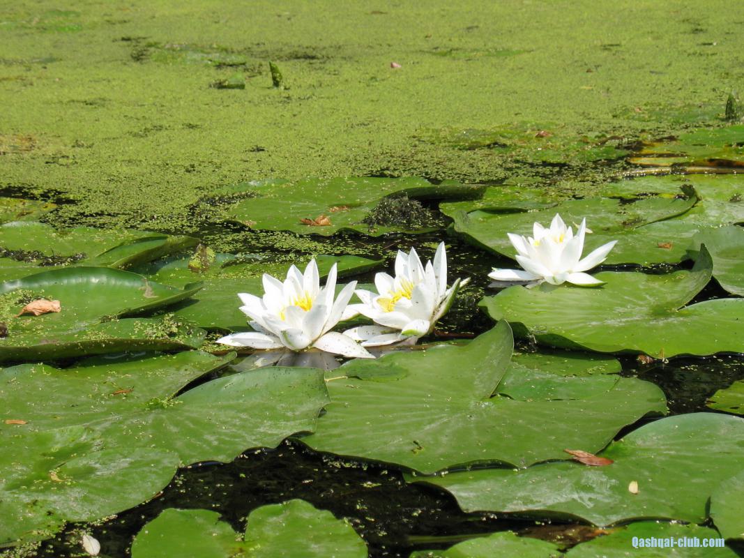 051-Reshetniaky-lilija