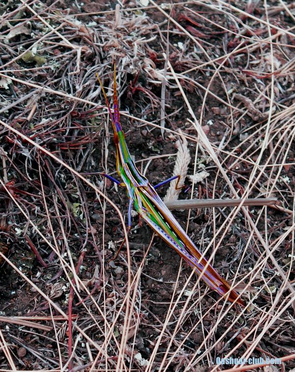 272-Ukr-Moldova-Aktovo-konyk