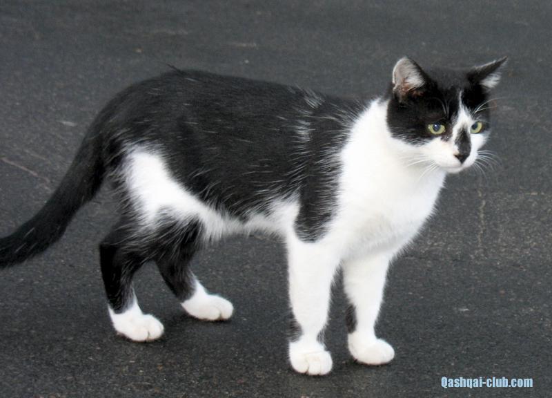 296-Ukr-Moldova-Zatoka-kot