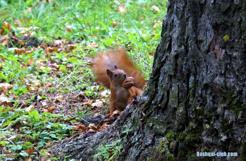 794-Ukr-Karpaty-Zbarazh-zamok-park-belka